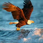 Animale Jigsaw Puzzle – Vultur